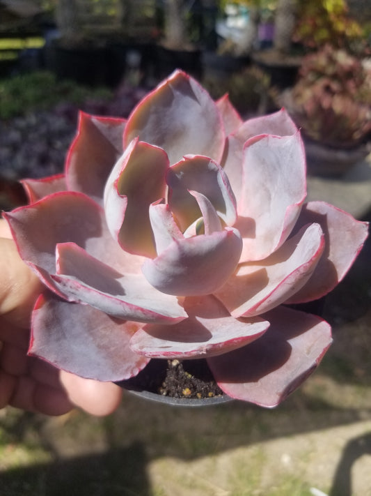 Echeveria Afterglow (4" pot)