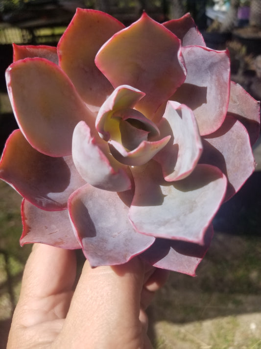 Echeveria Afterglow (4" pot)