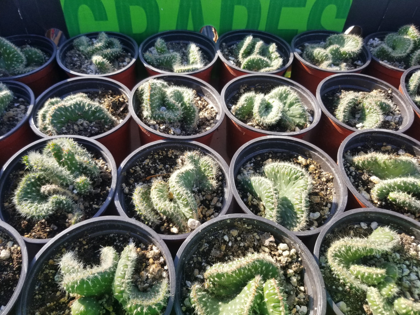 Opuntia Subalata Crested (4" pot) Cactus