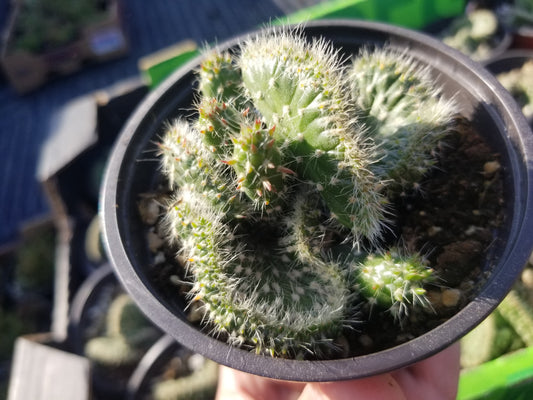Opuntia Subalata Crested (4" pot) Cactus