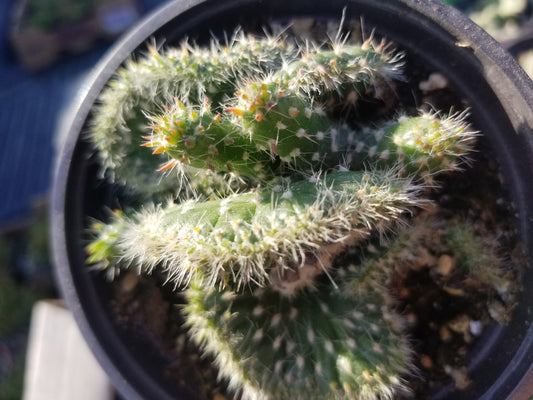 Opuntia Subalata Crested (4" pot) Cactus