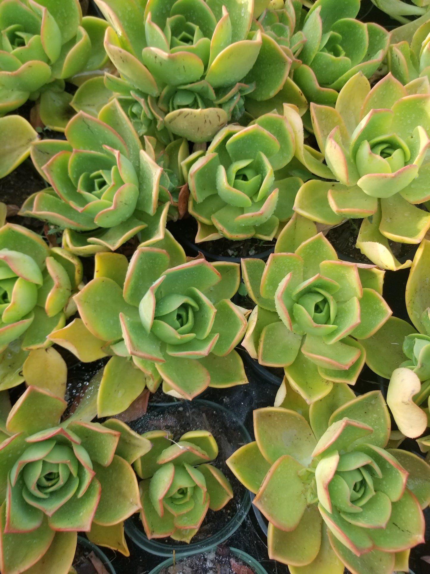 Aeonium Nobilis