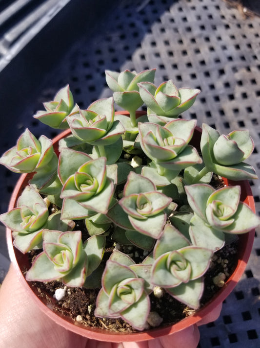 Crassula Perforata "Strings of Buttons" (4" Pot) Succulent Plant
