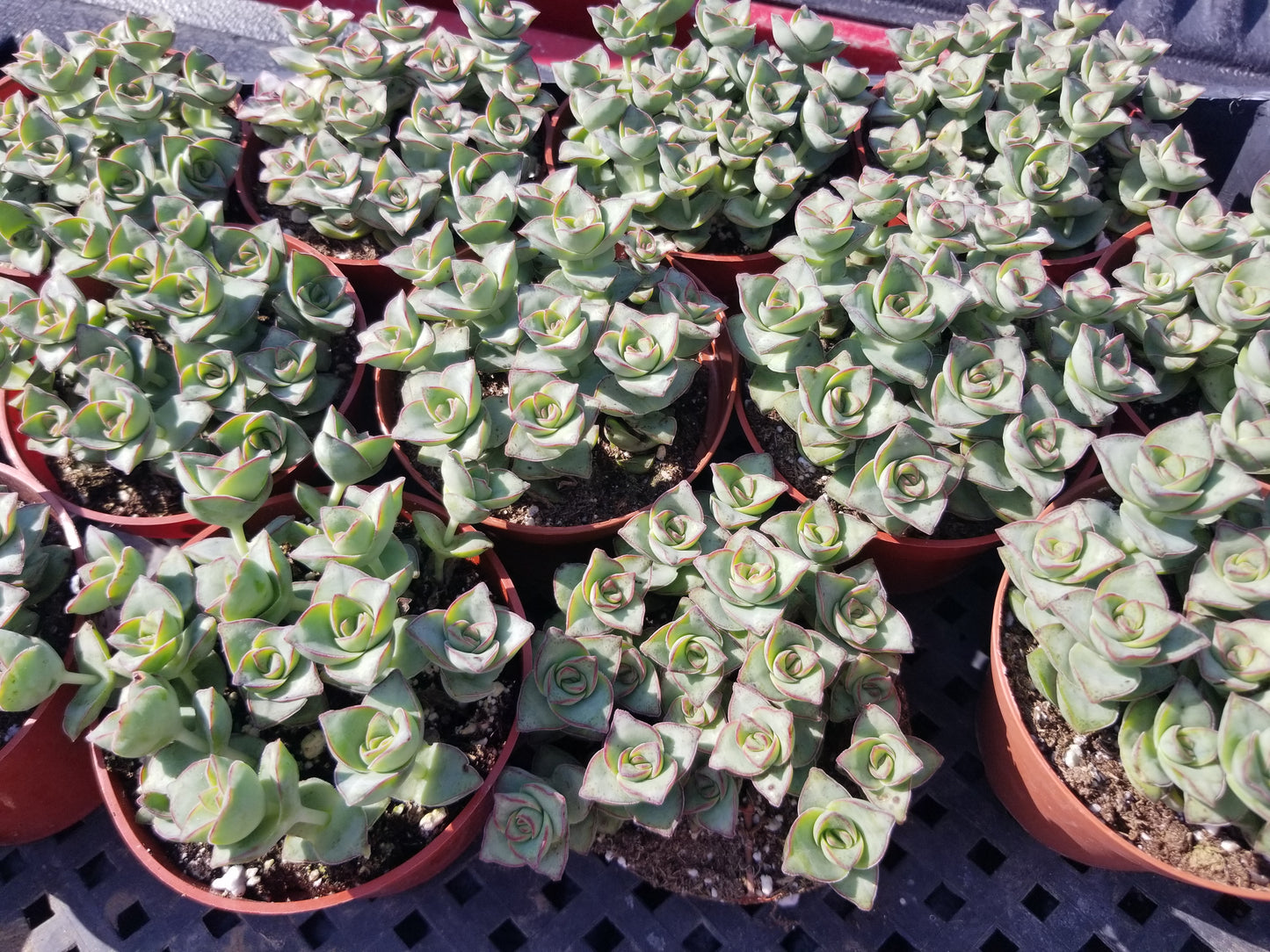 Crassula Perforata "Strings of Buttons" (4" Pot) Succulent Plant