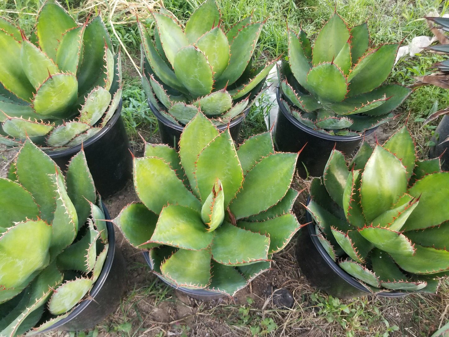 Agave Bovicornuta