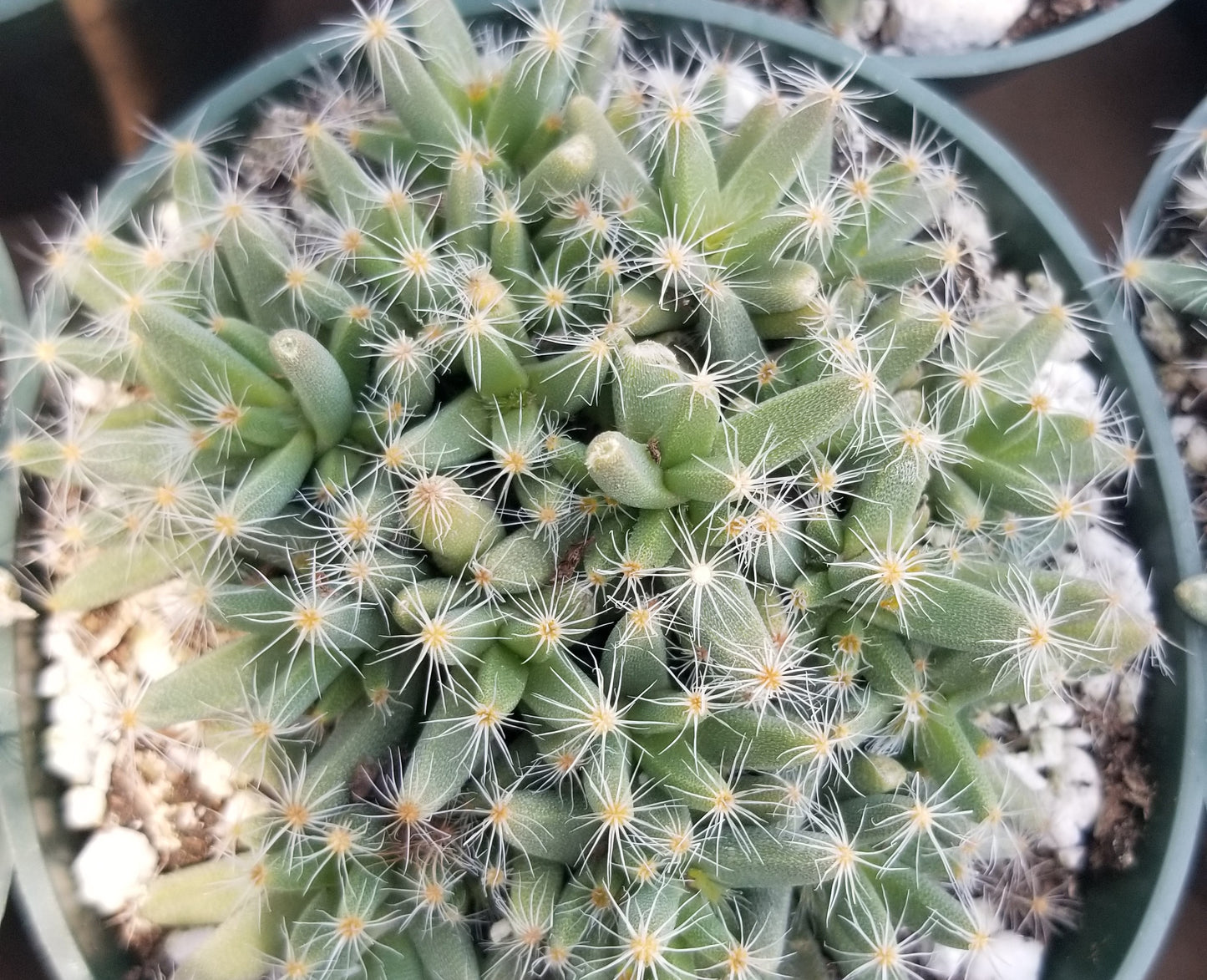 Trichodiadema Densum (4" Pot)