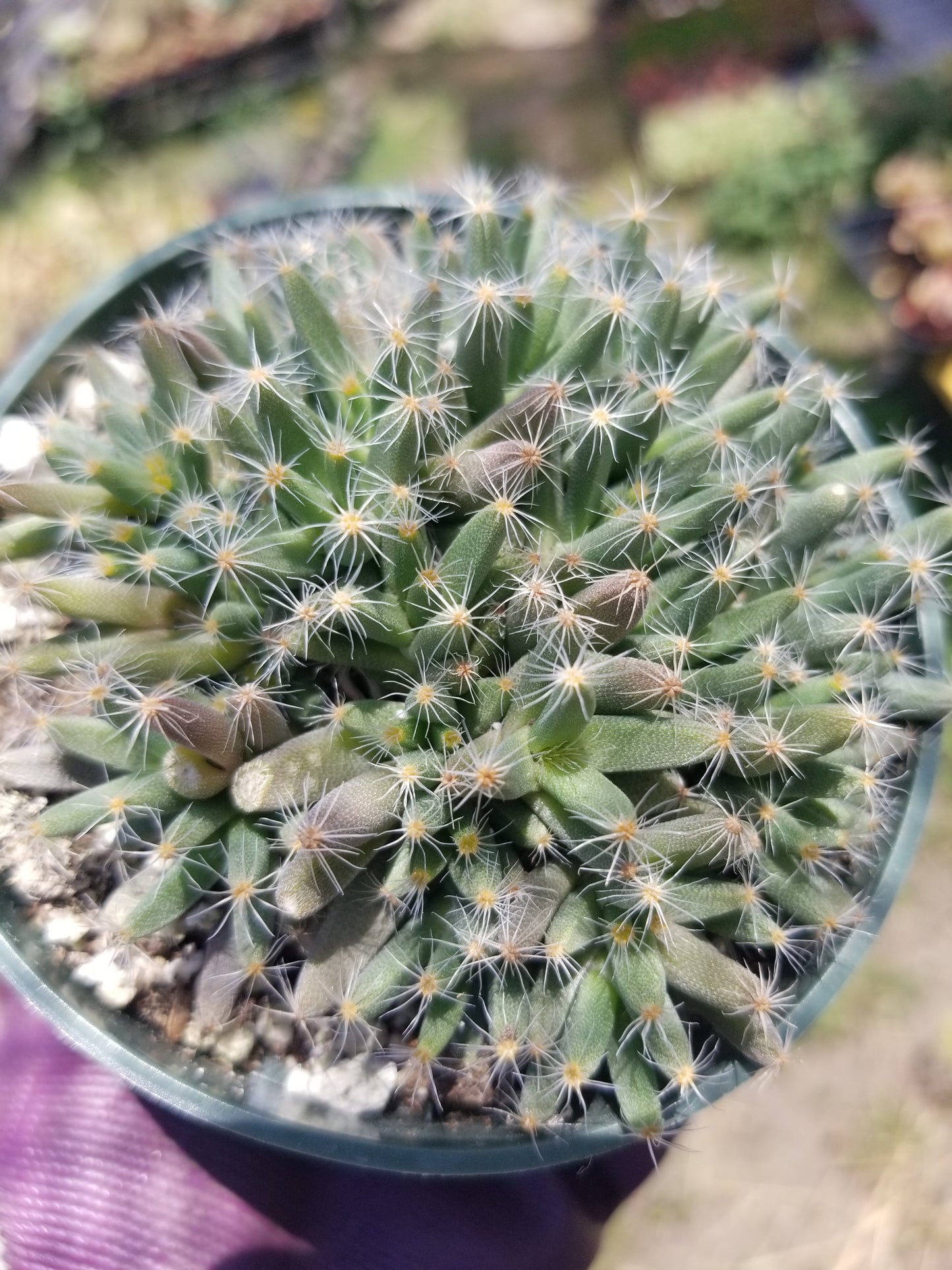 Trichodiadema Densum (4" Pot)