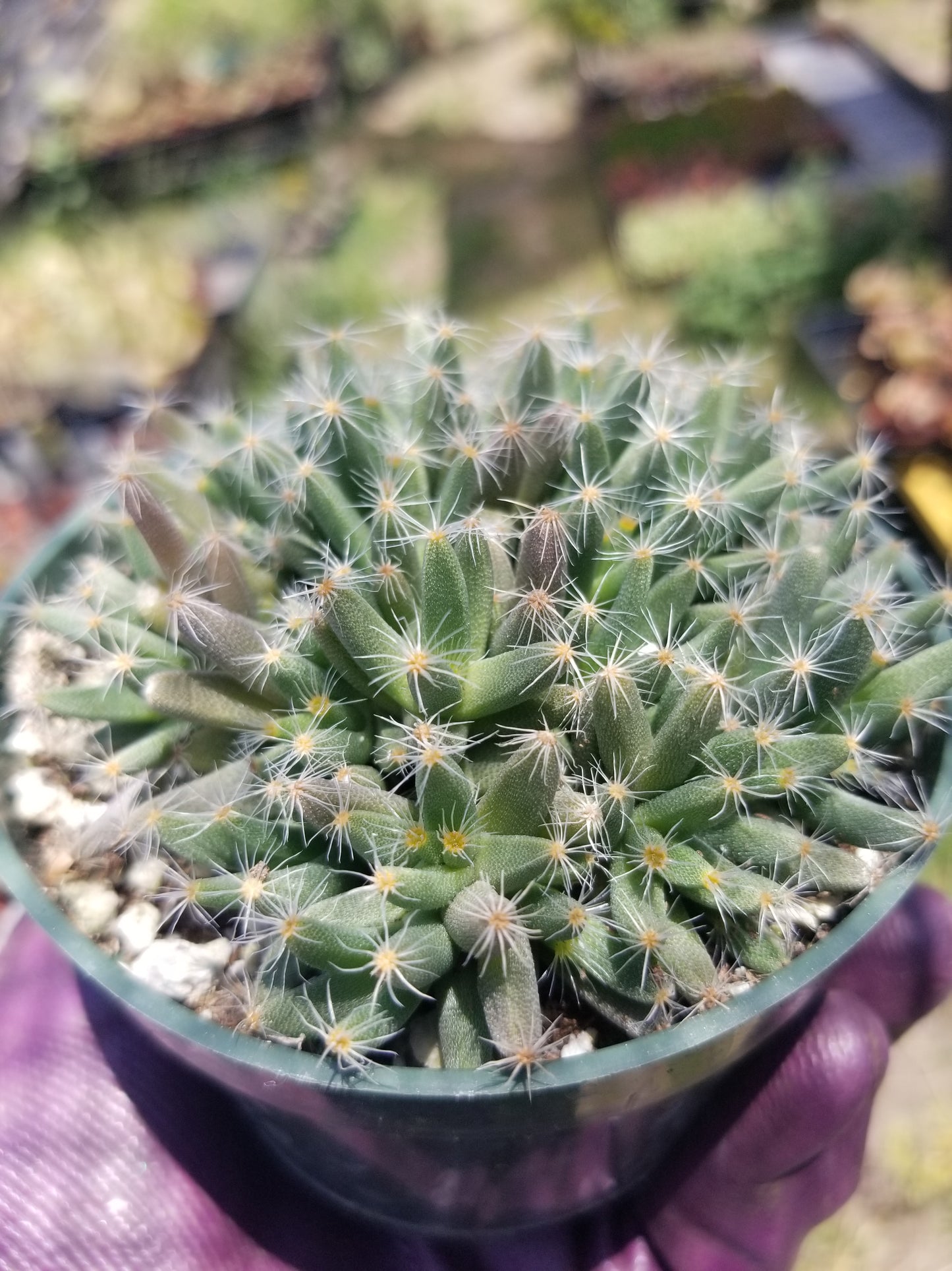 Trichodiadema Densum (4" Pot)