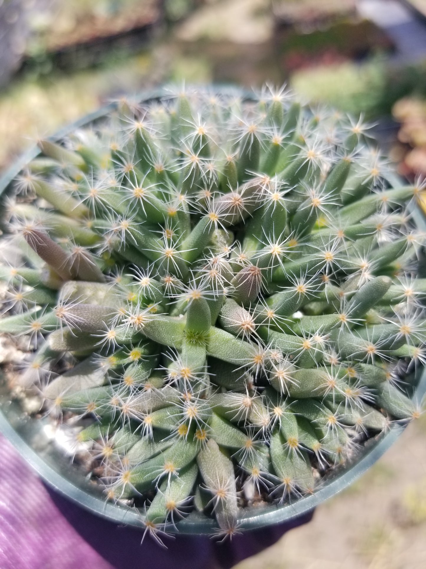 Trichodiadema Densum (4" Pot)