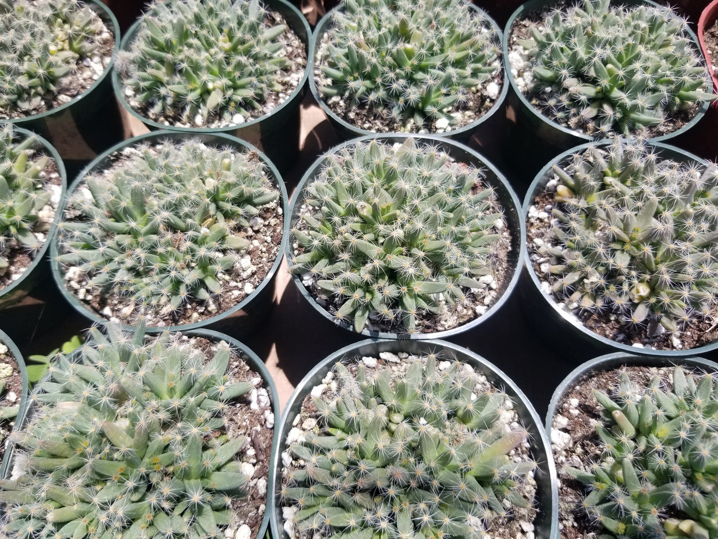 Trichodiadema Densum (4" Pot)