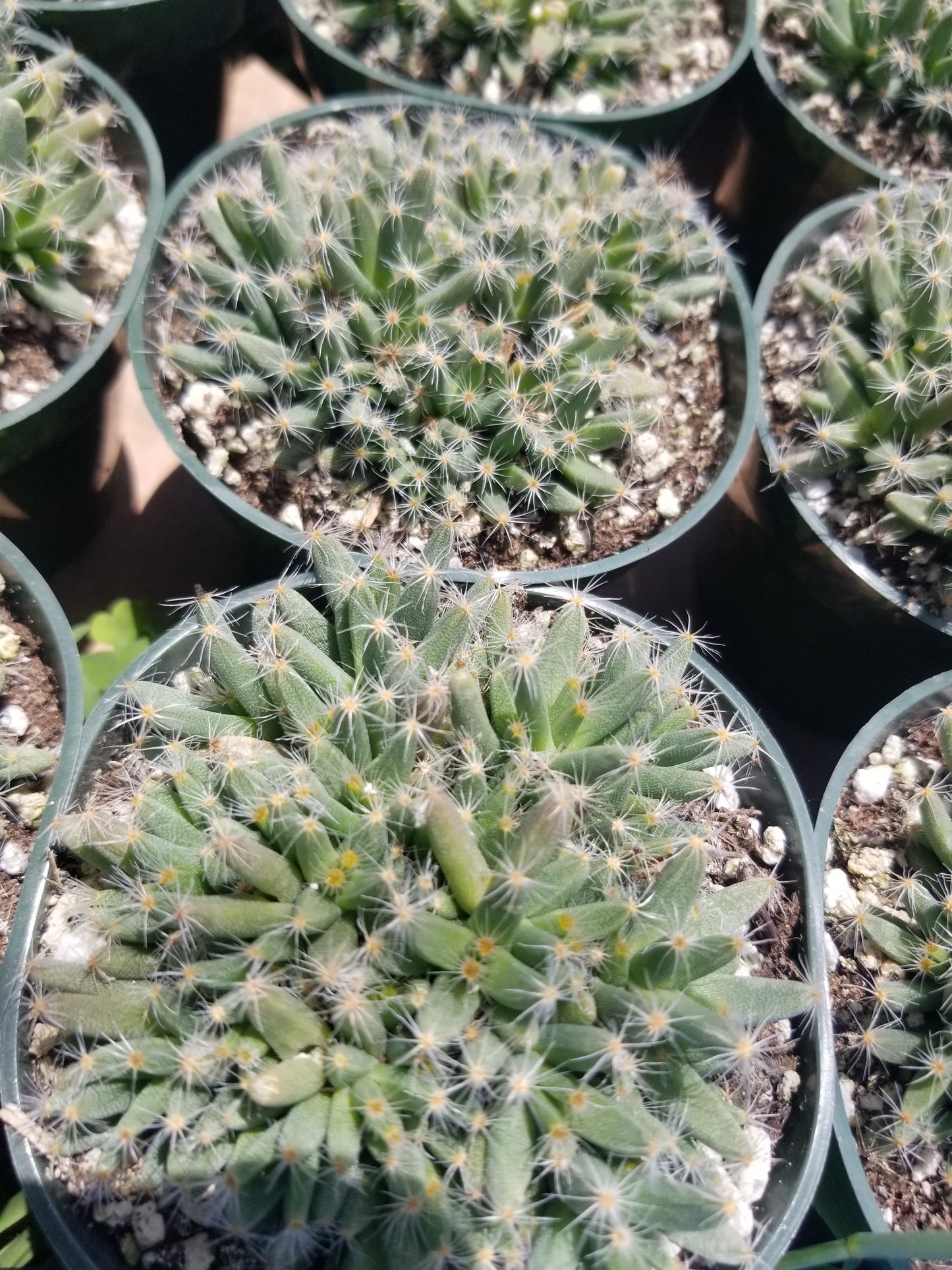 Trichodiadema Densum (4" Pot)