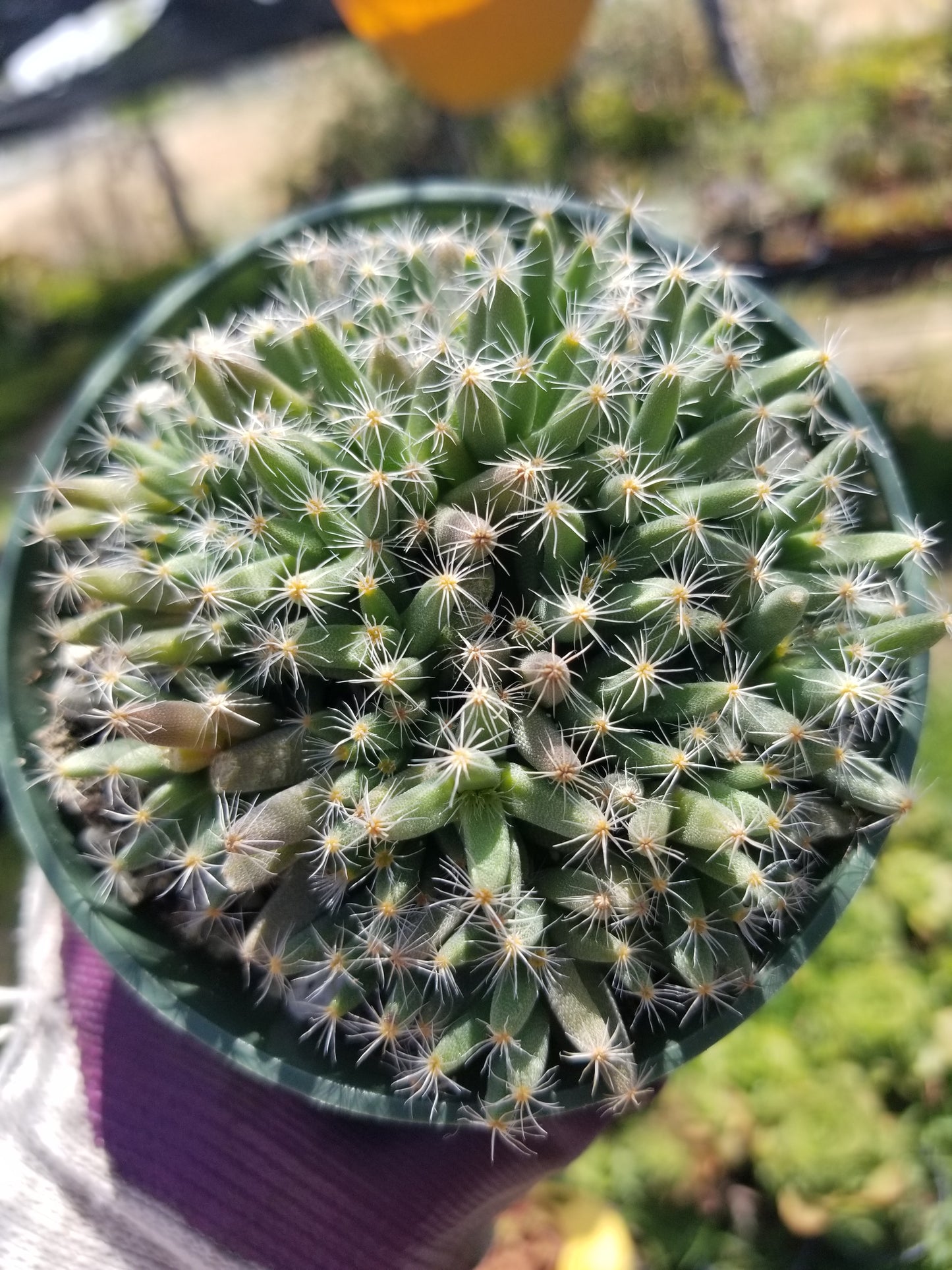 Trichodiadema Densum (4" Pot)