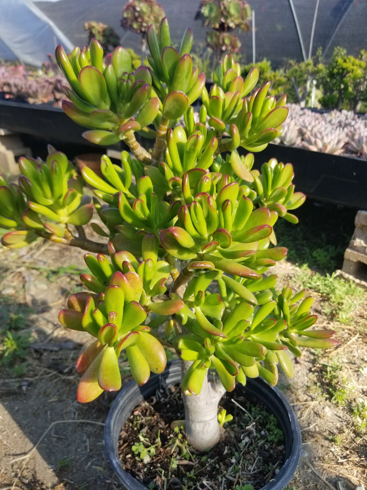 Crassula Ovata Hobbit Tree "Bonsai Tree"