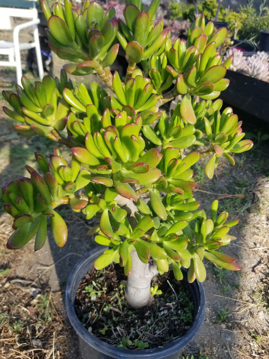 Crassula Ovata Hobbit Tree "Bonsai Tree"