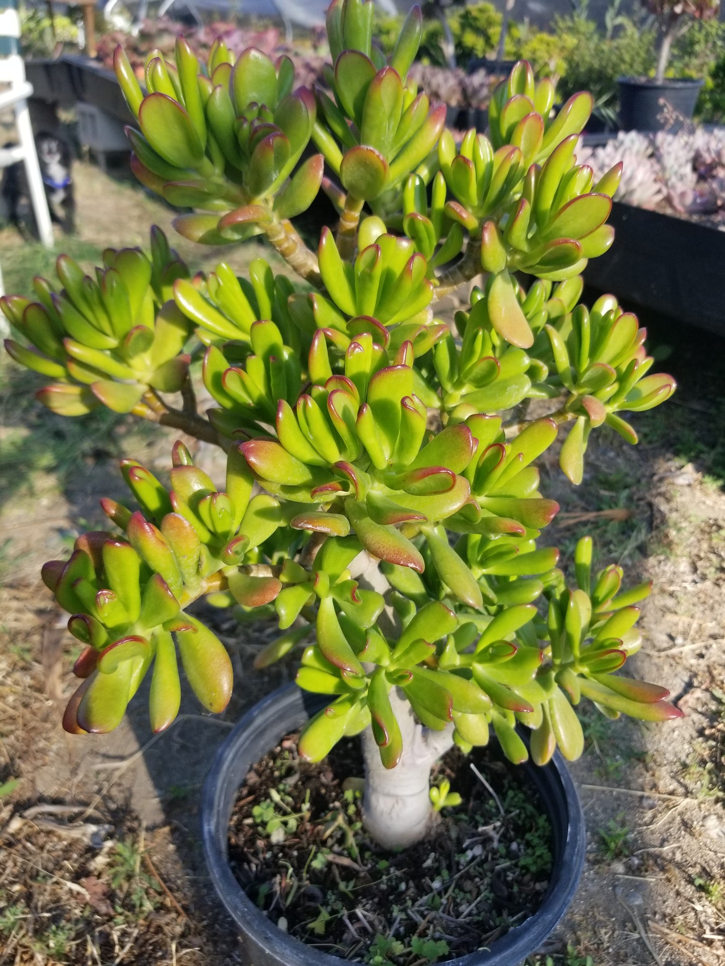 Crassula Ovata Hobbit Tree "Bonsai Tree"