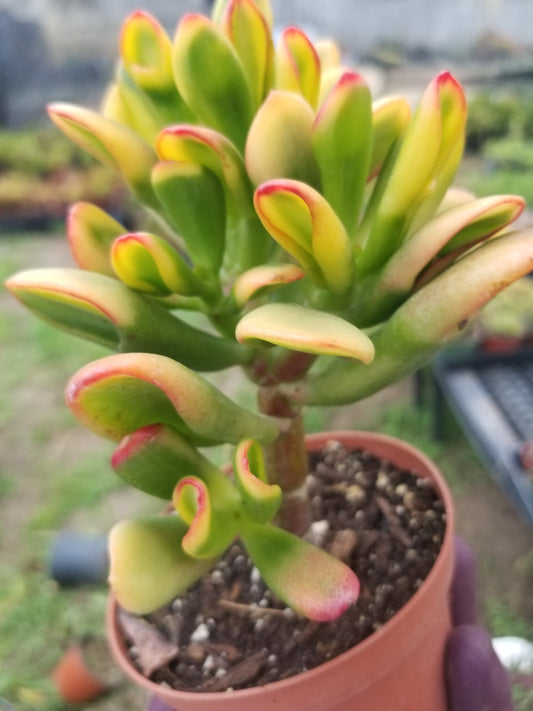 Crassula Ovata Hobbit Sunset (4" Pot) Mini Bonsai Tree