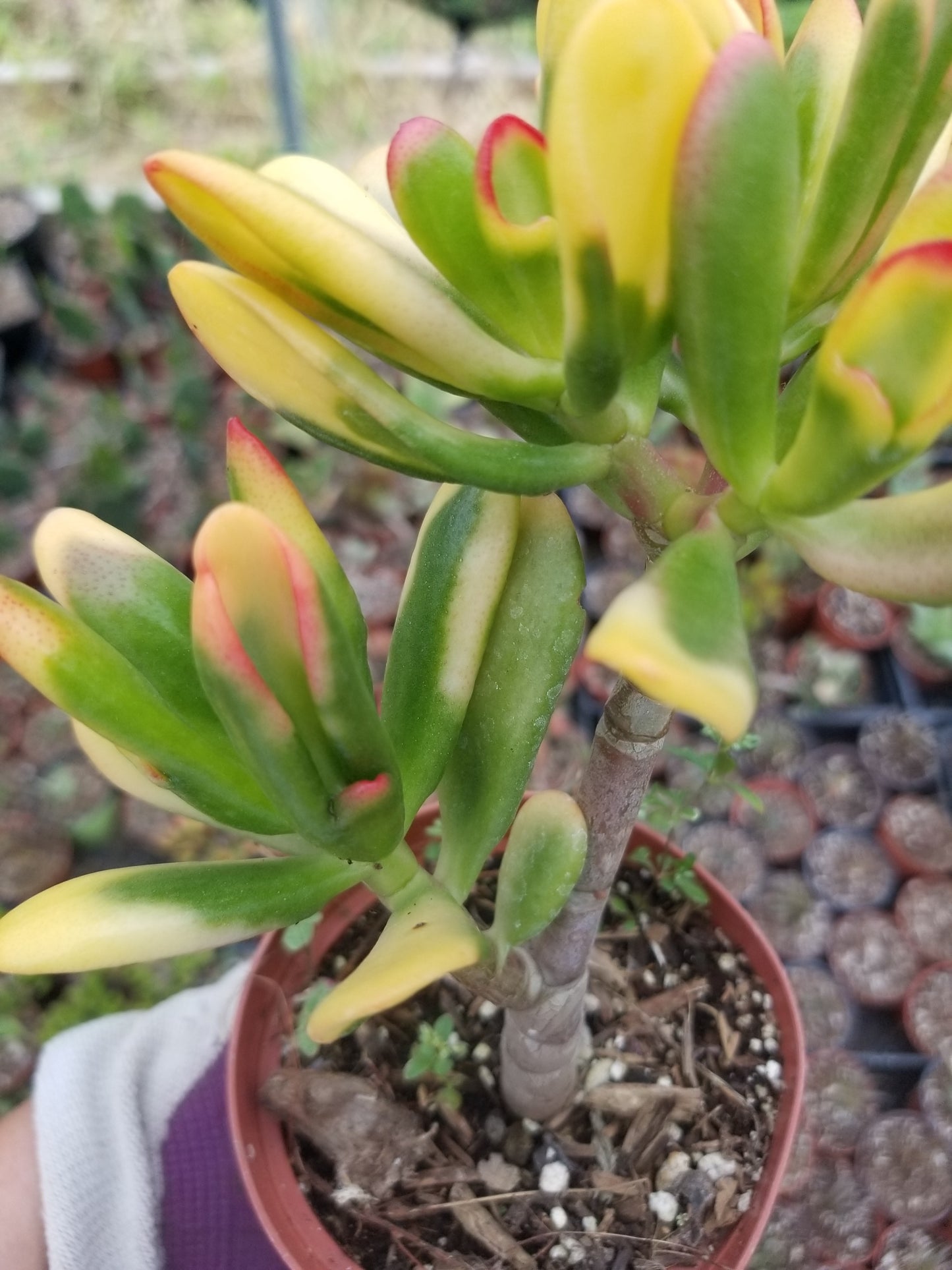 Crassula Ovata Hobbit Sunset (4" Pot) Mini Bonsai Tree
