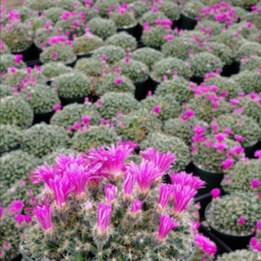 Trichodiadema Densum (4" Pot)