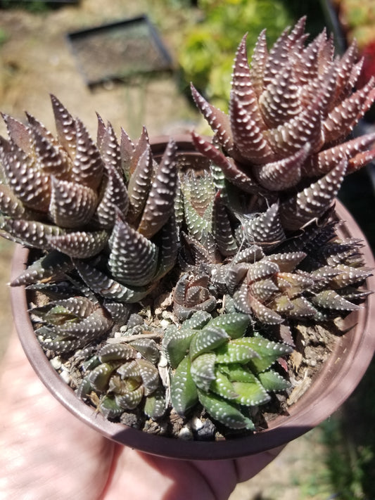 Haworthia Pumila (4" Pot) Succulent Plant