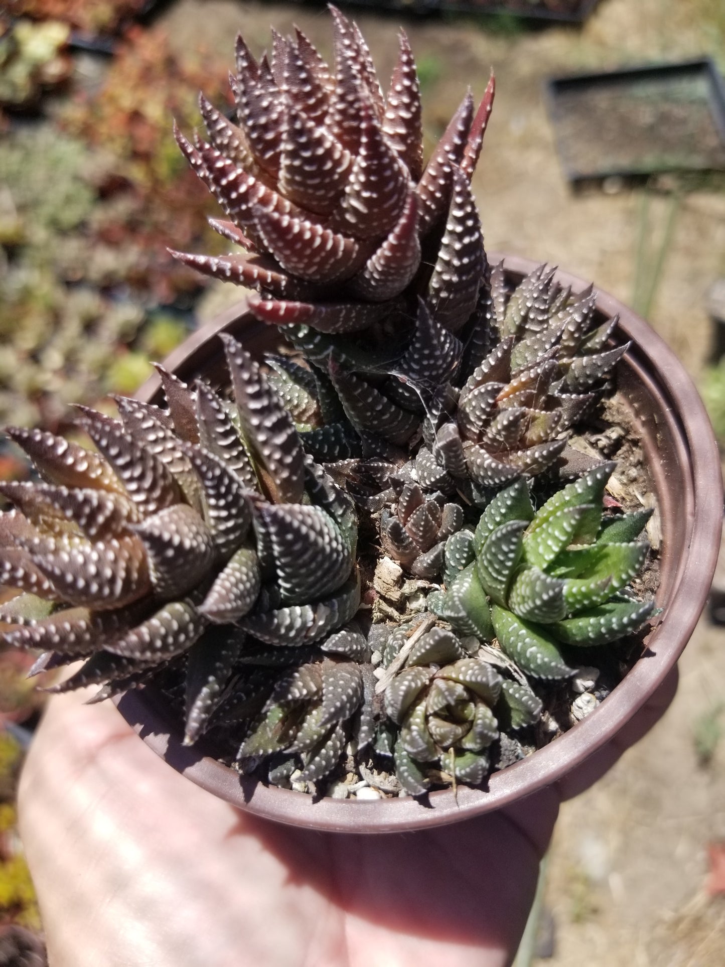 Haworthia Pumila (4" Pot) Succulent Plant