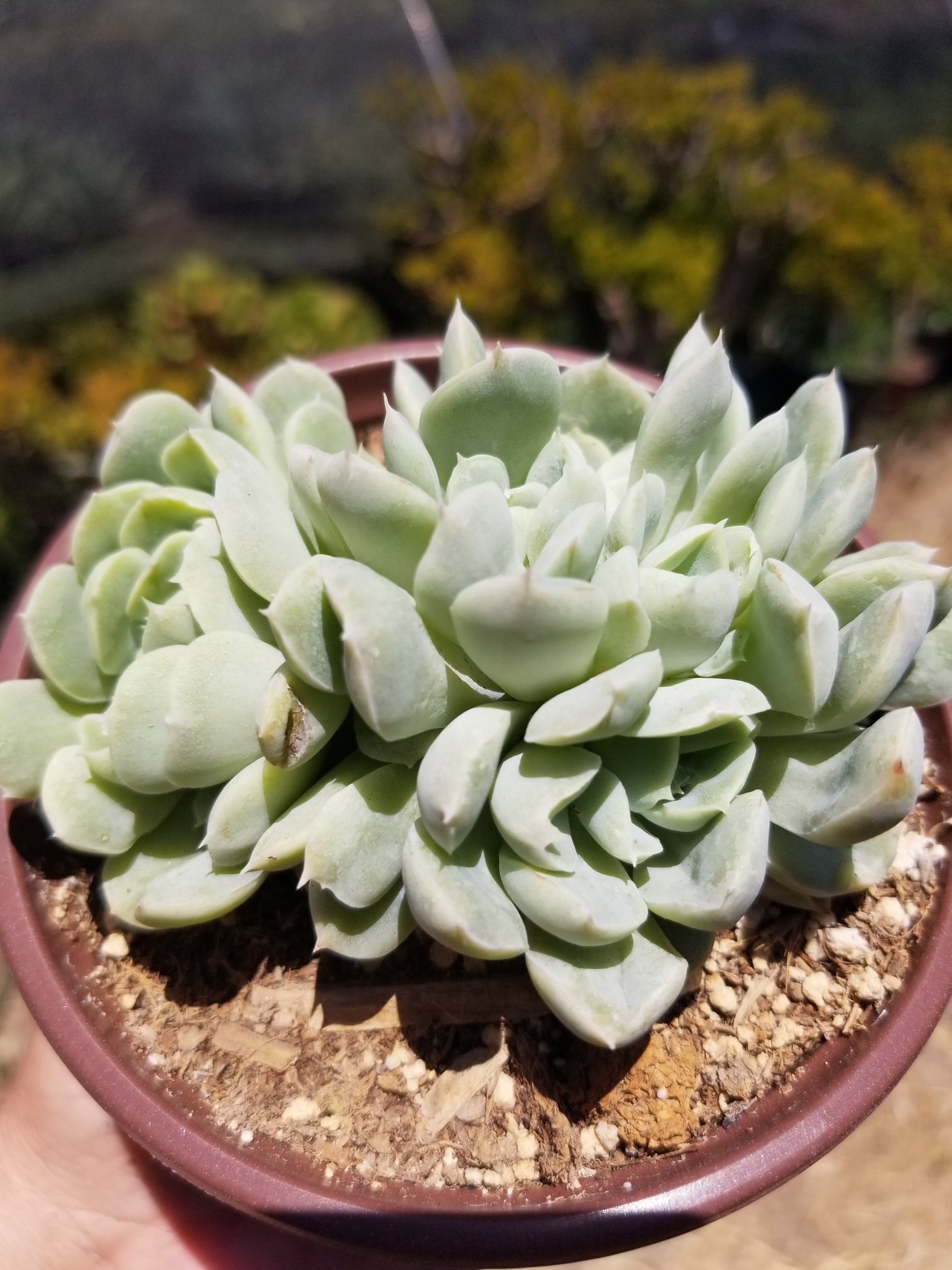 echeveria elegans plant Echeveria Elegans Mexican Snowball 4 inch