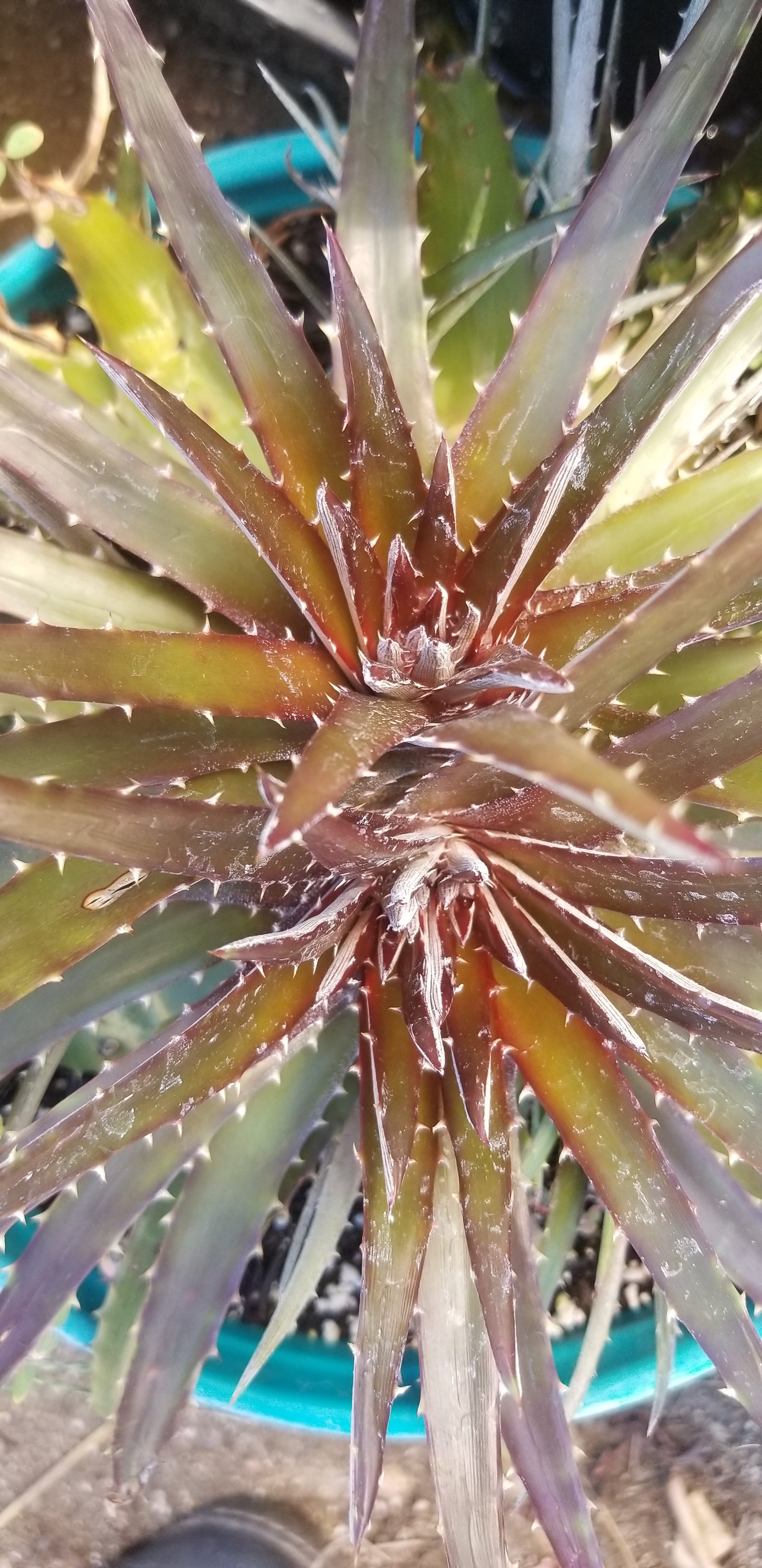Dyckia Cherry Cola