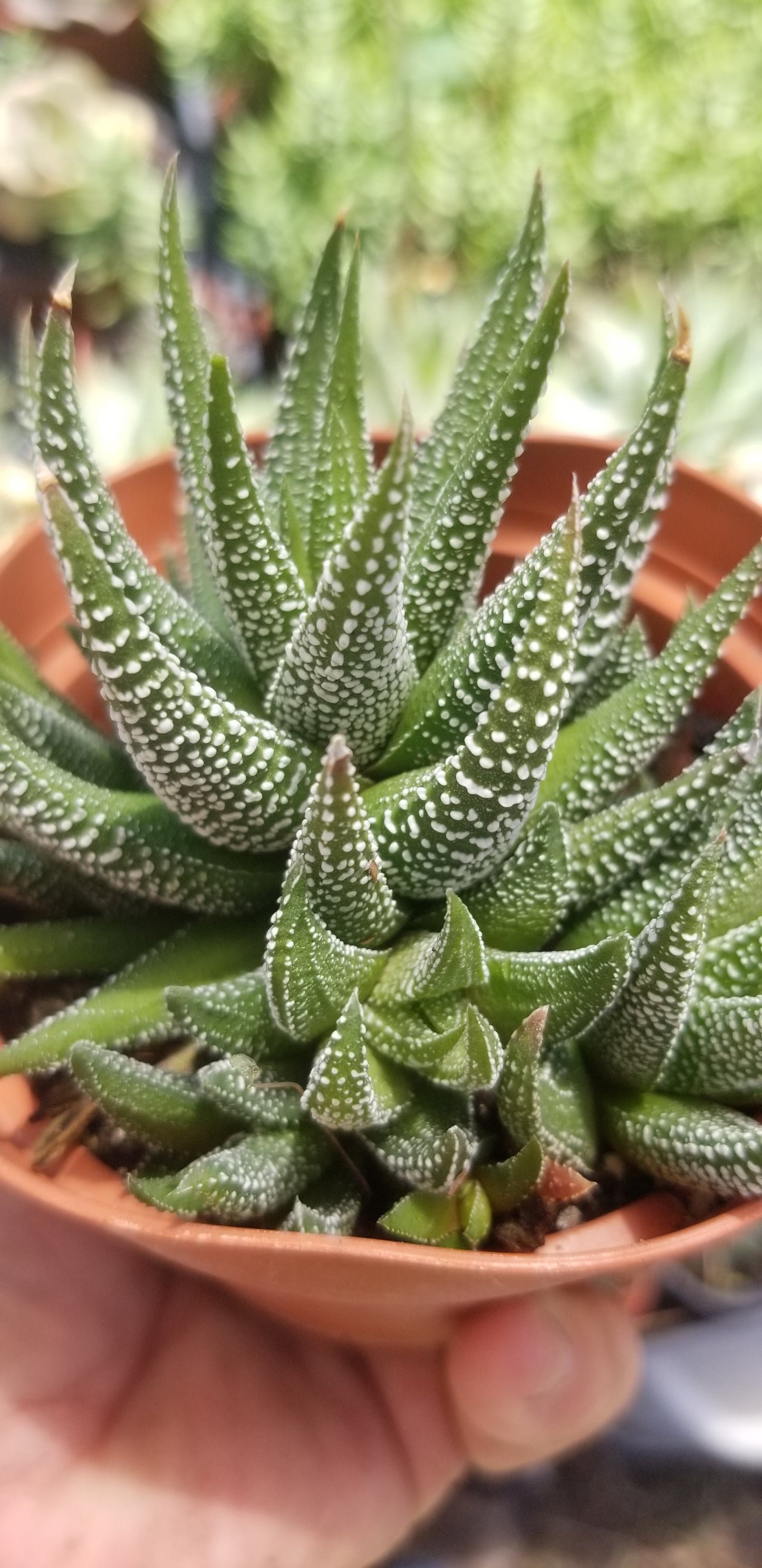 Haworthia Attenuata (4" pot)