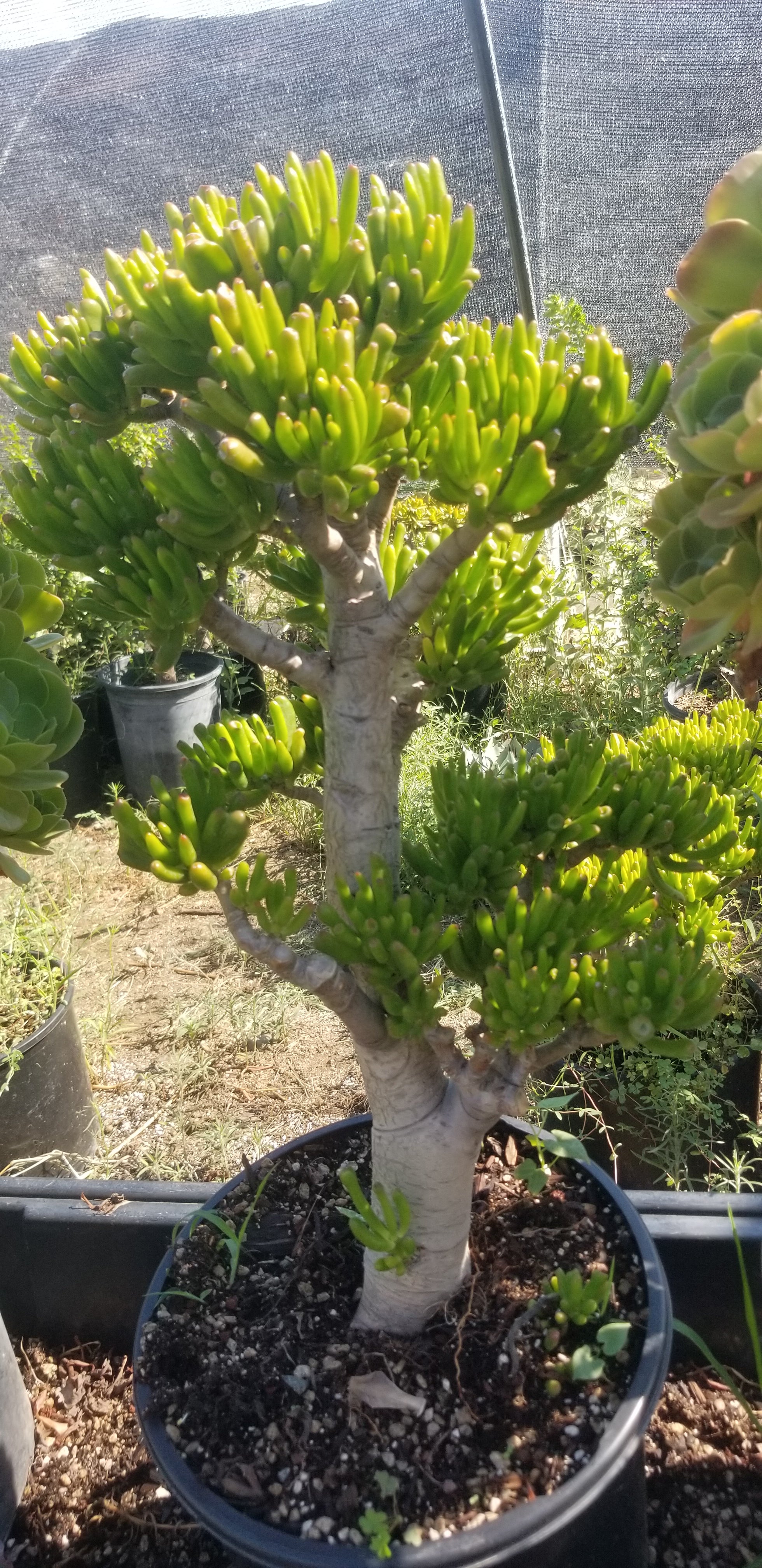 succulent plants that look like trees Crassula Ovata Gollum Tree – Beaultiful Desert Plants