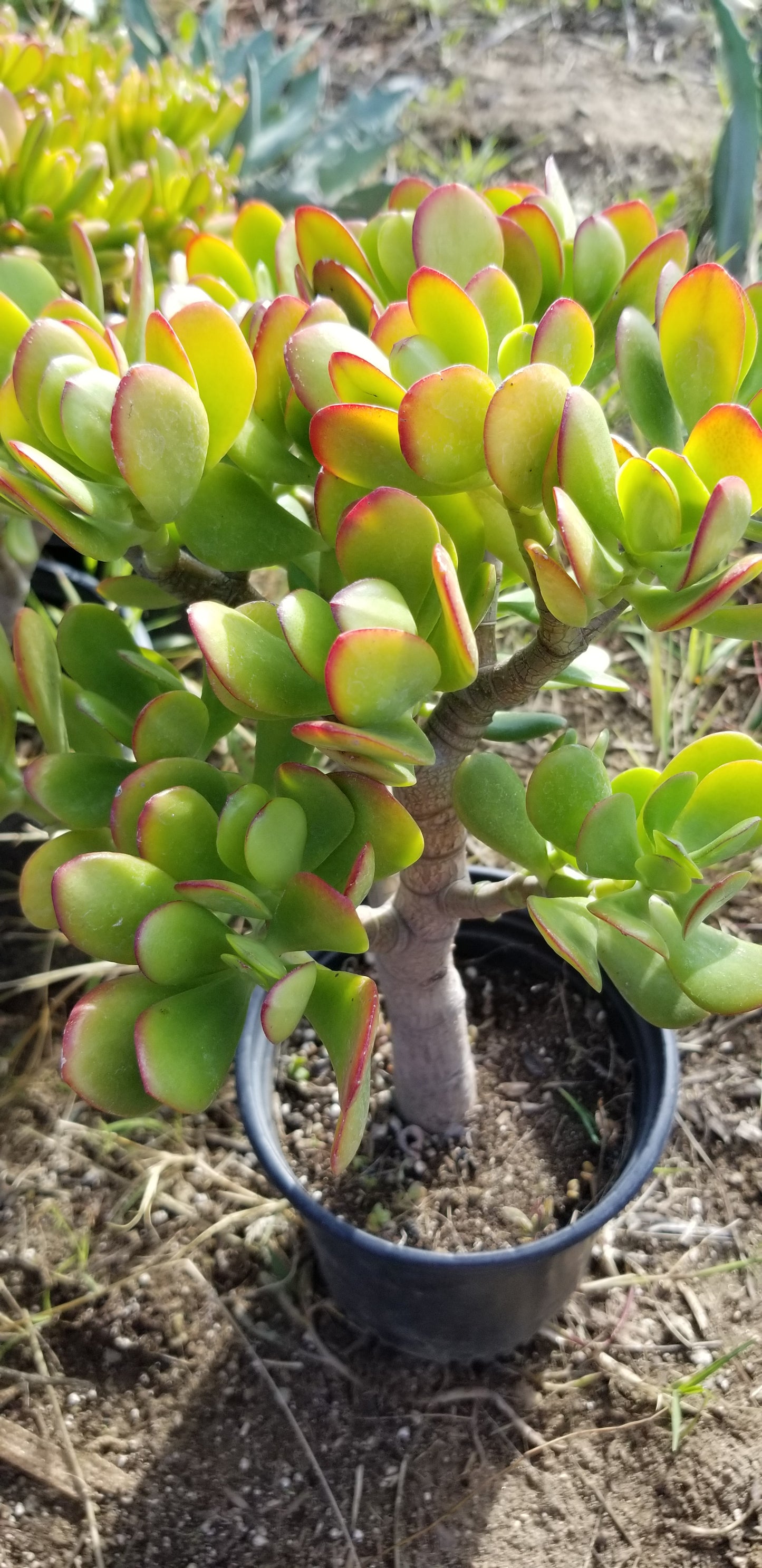 Crassula Ovata Jade Tree