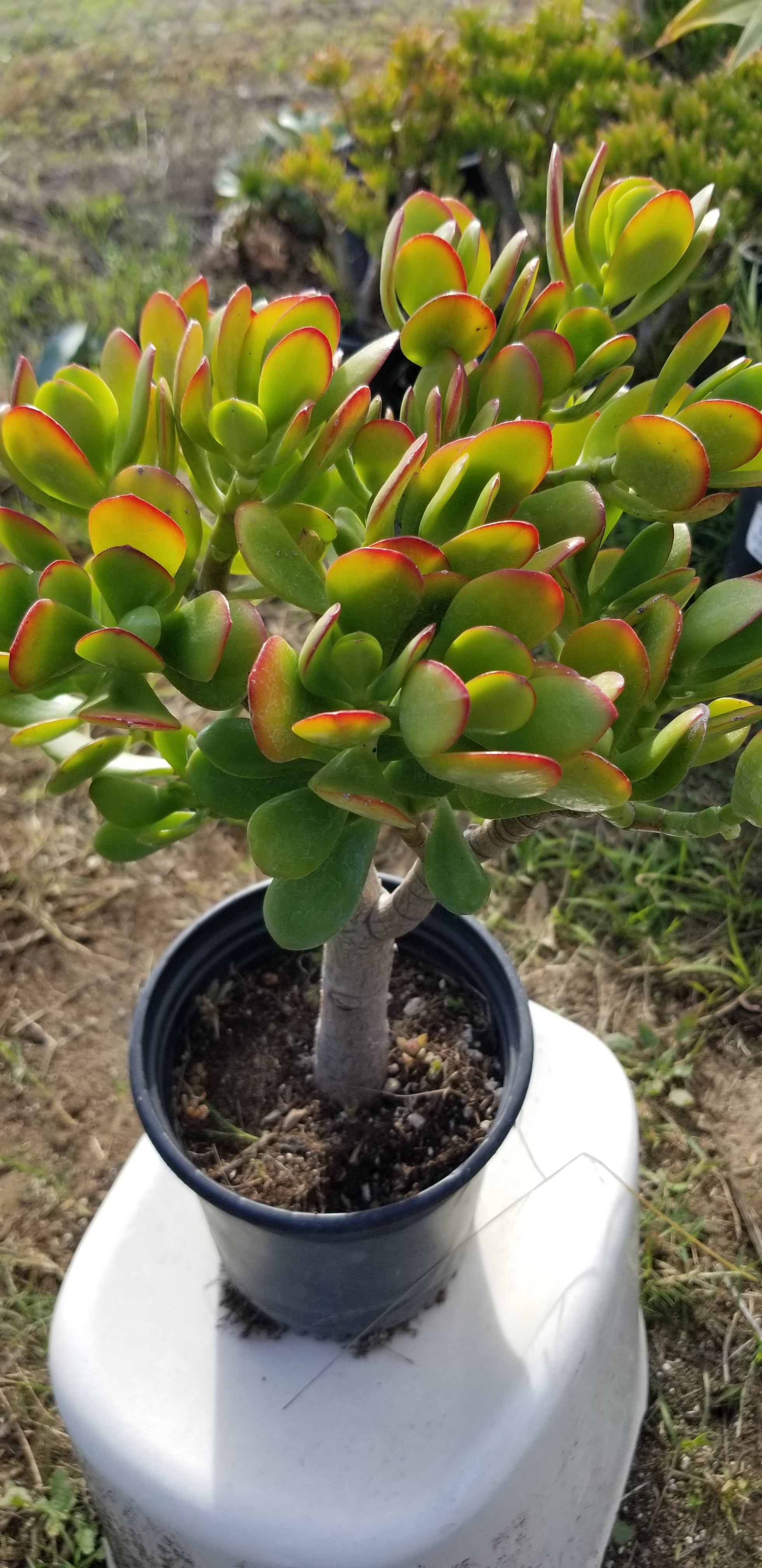 jade crassula ovata plant Crassula Ovata Jade Tree – Beaultiful Desert Plants