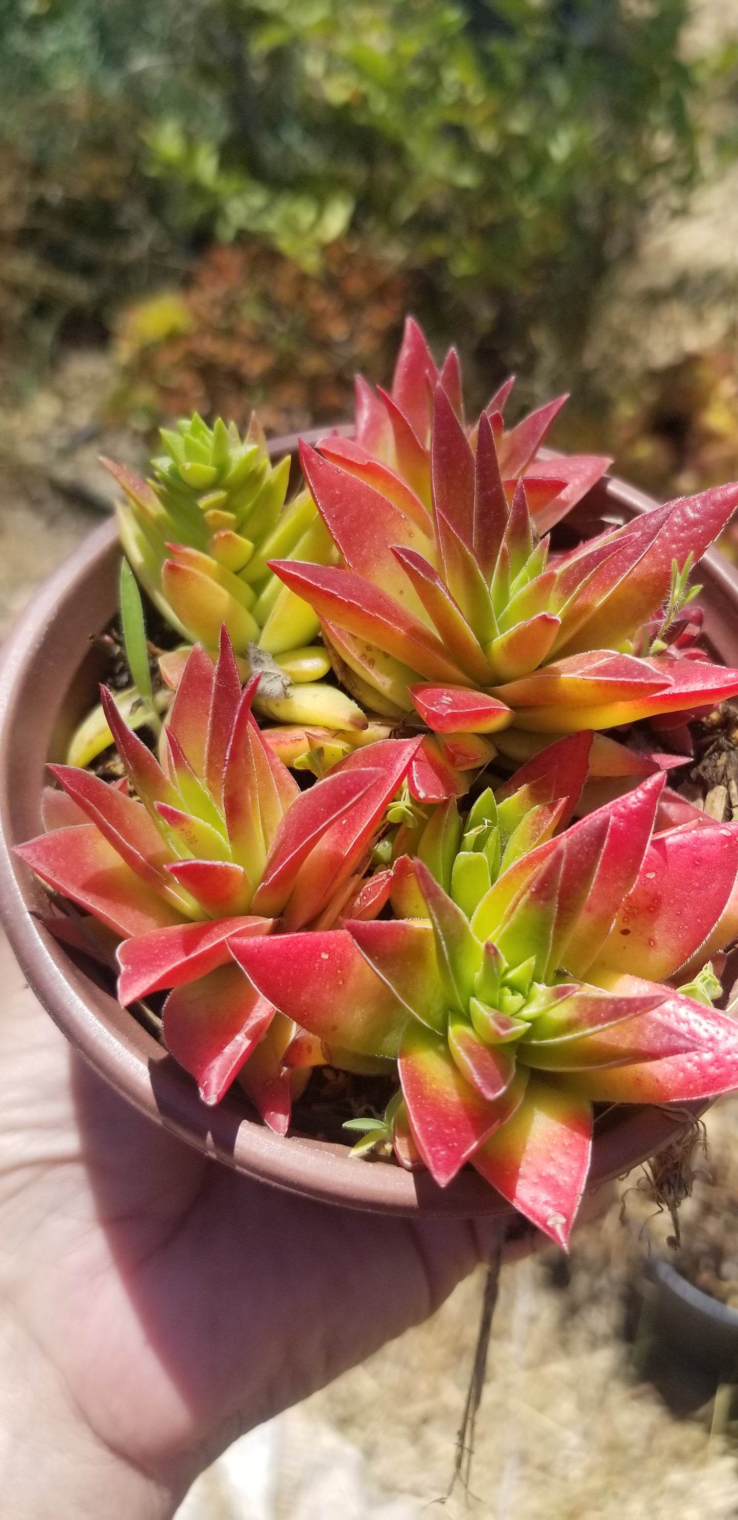 Crassula Red Pagoda (4" pot) Succulent Plant