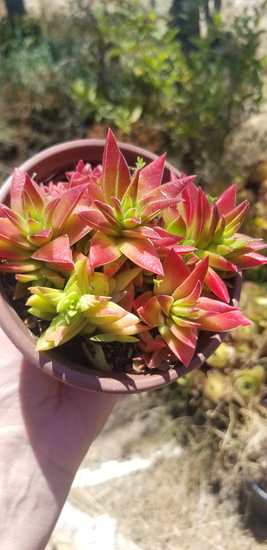 Crassula Red Pagoda (4" pot) Succulent Plant