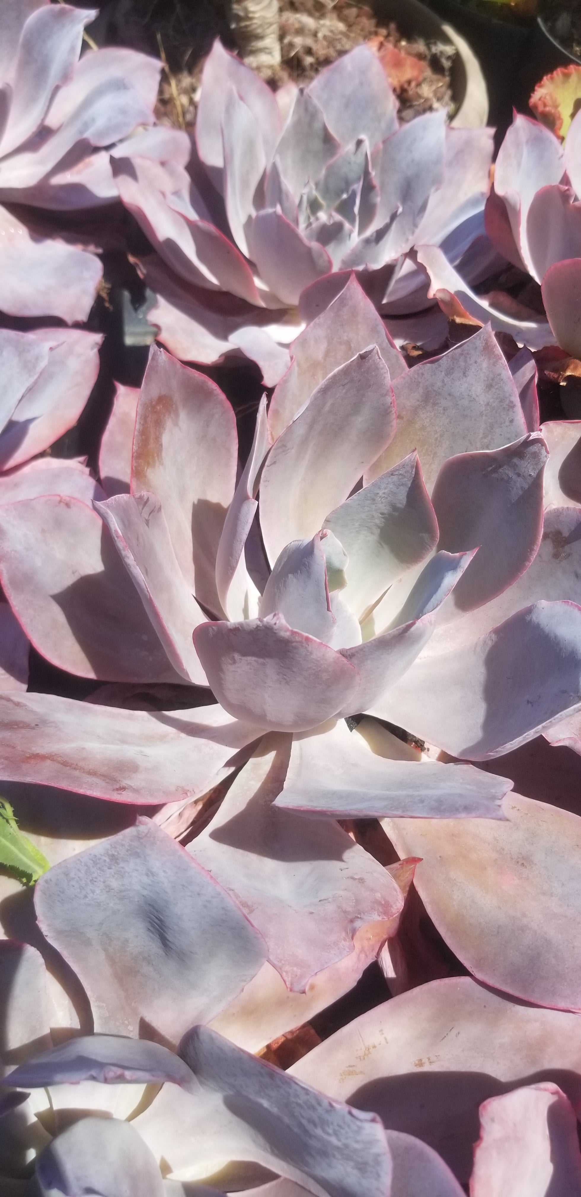succulent afterglow Echeveria Afterglow (1 Gal. Pot) – Beaultiful Desert Plants