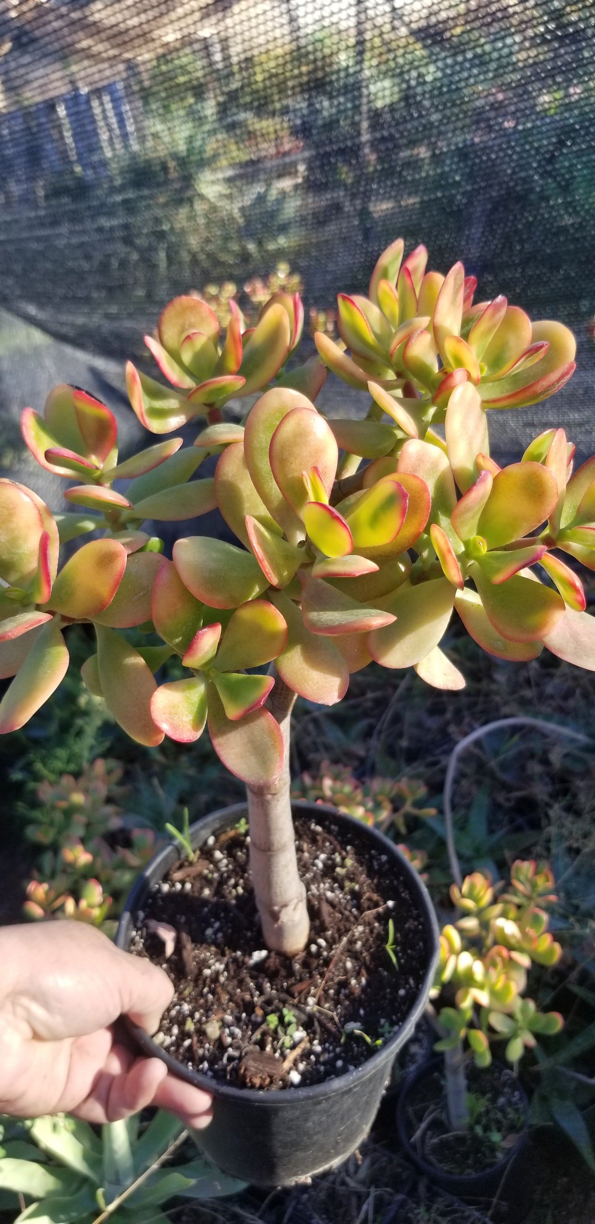 Crassula Ovata Hummel's Sunset Tree – Beaultiful Desert Plants