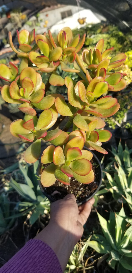 Crassula Ovata Hummel's Sunset Tree