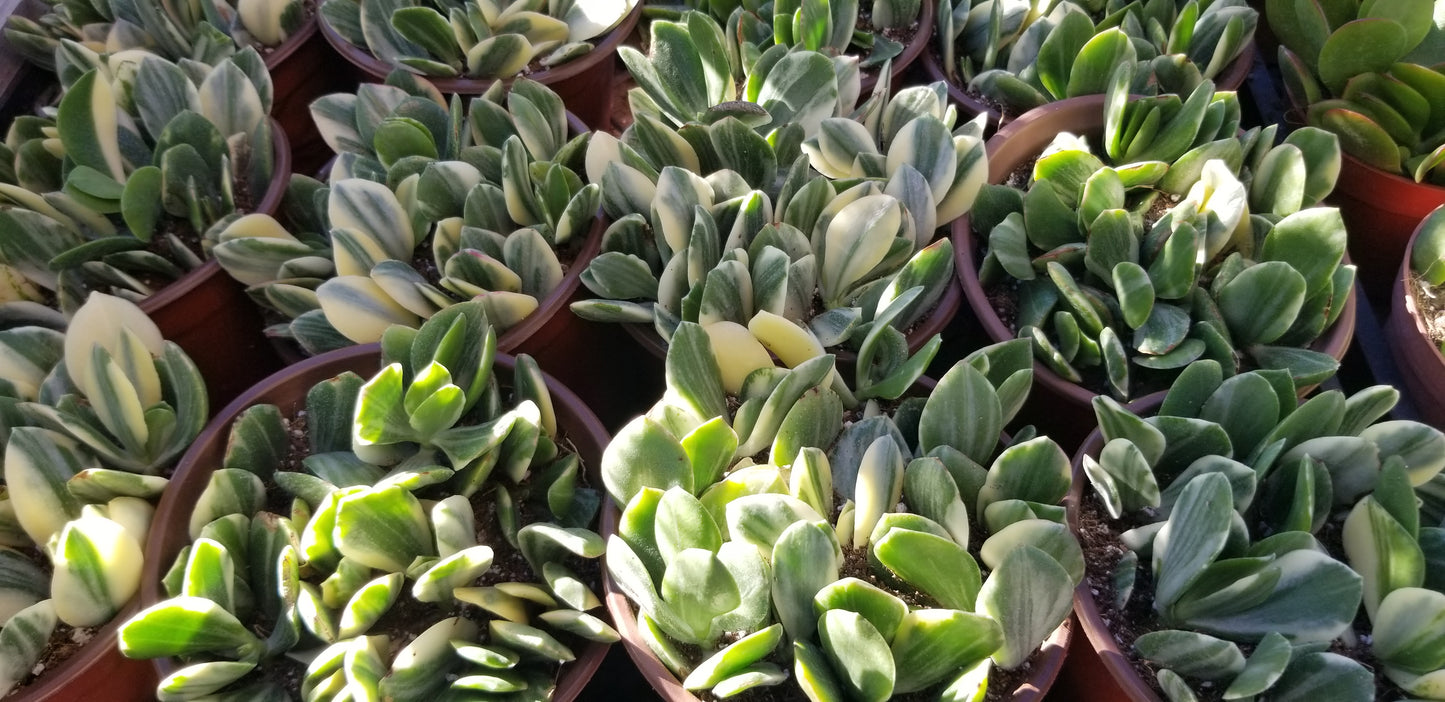 Variegated Crassula Jade (4"Pot)