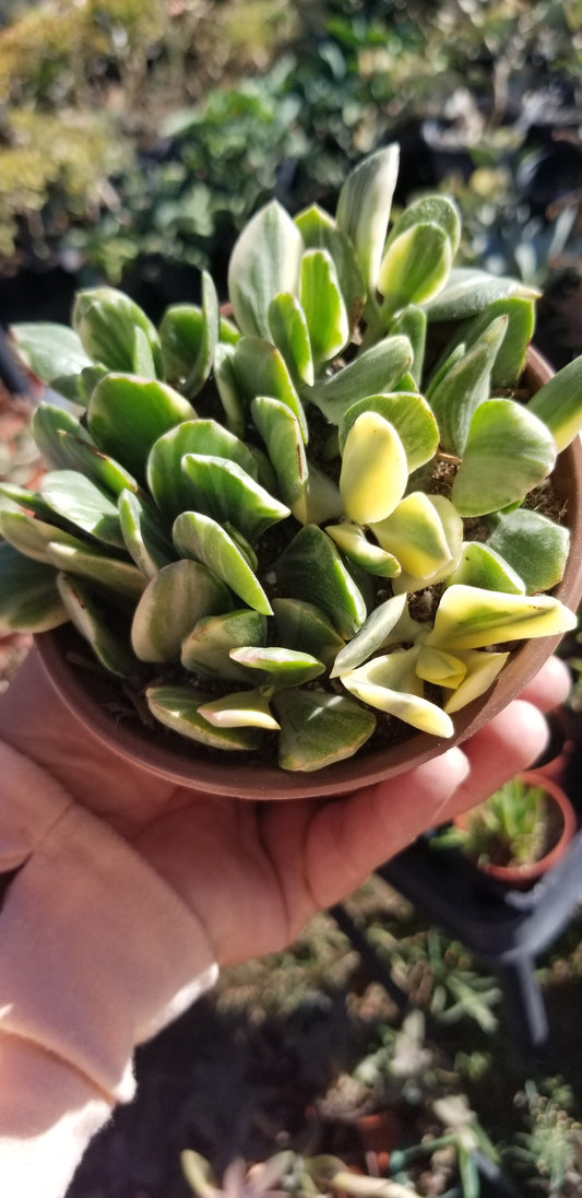 Variegated Crassula Jade (4"Pot)