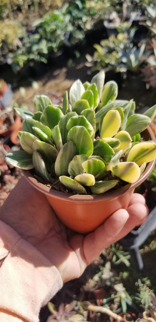 Variegated Crassula Jade (4"Pot)