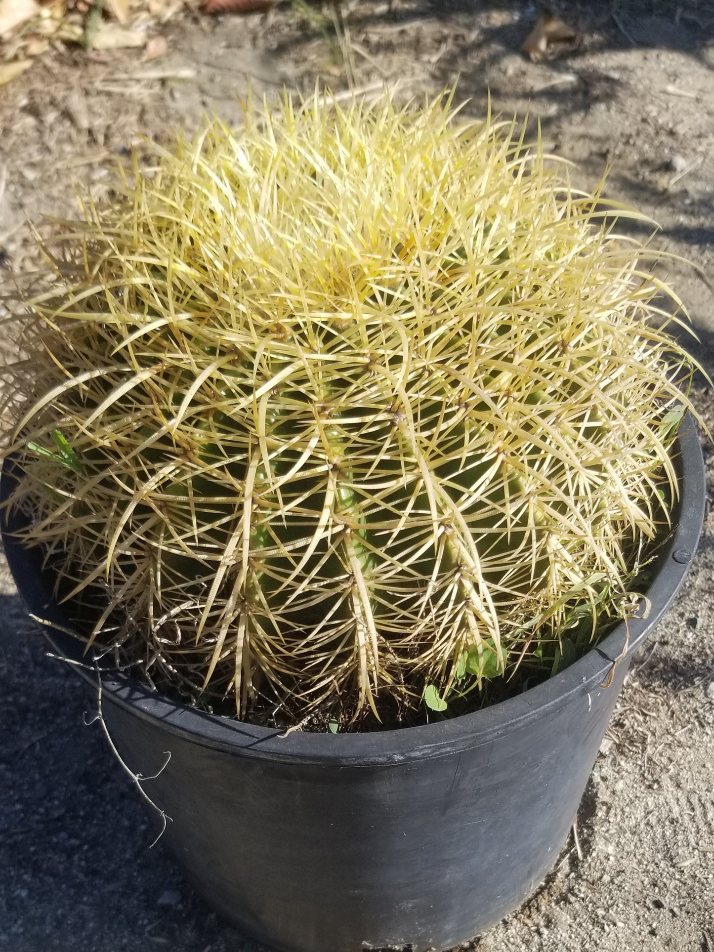 Echinocactus Grusonii "Golden Barrel Cactus" (10" Diameter)