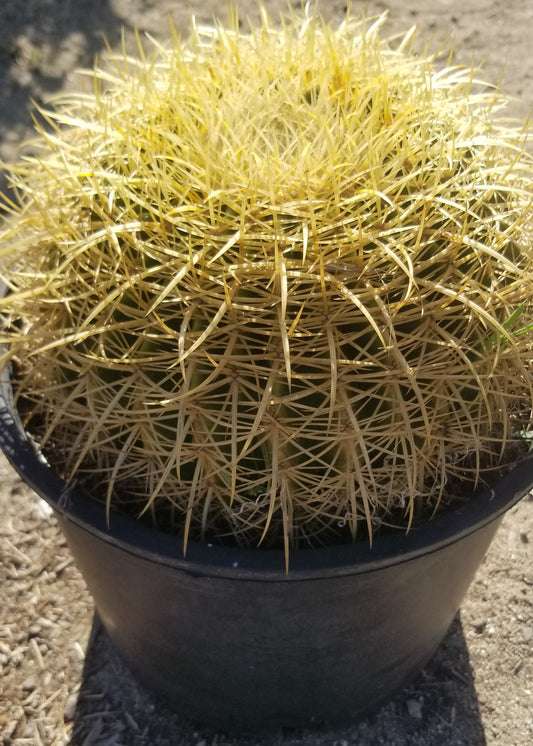 Echinocactus Grusonii "Golden Barrel Cactus" (10" Diameter)