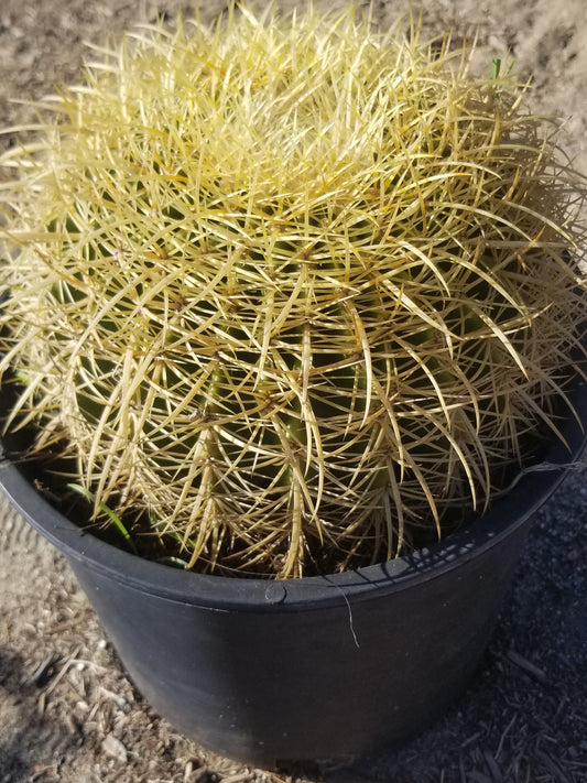 Echinocactus Grusonii "Golden Barrel Cactus" (10" Diameter)
