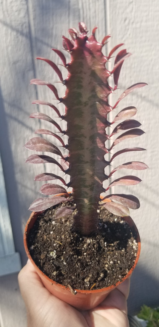 Euphorbia Trigona Rubra "Milk Tree" (4" Pot)