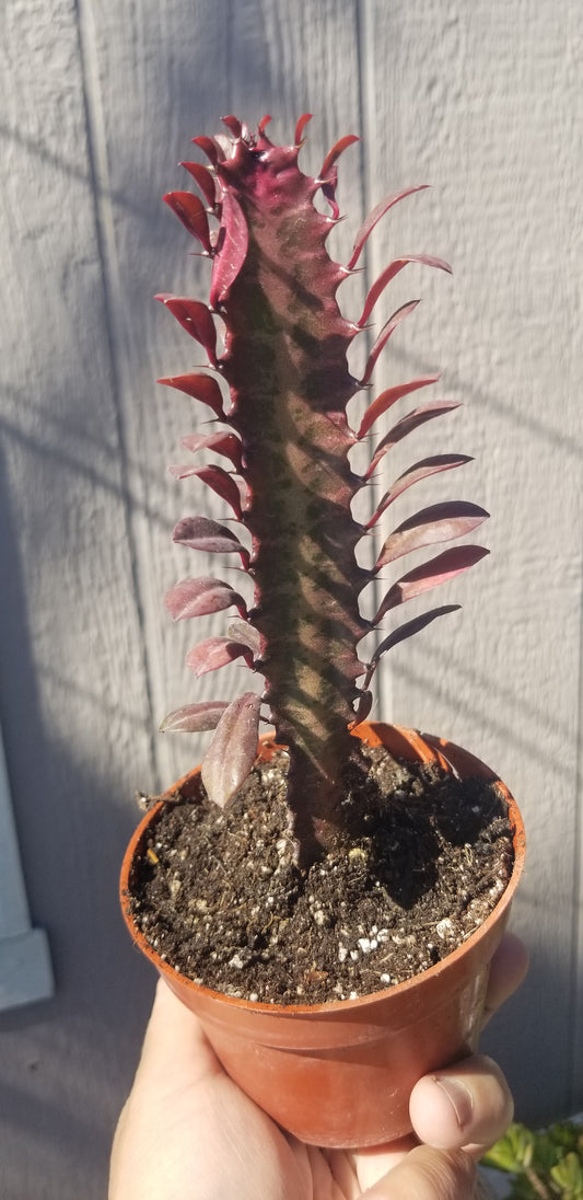 Euphorbia Trigona Rubra "Milk Tree" (4" Pot)