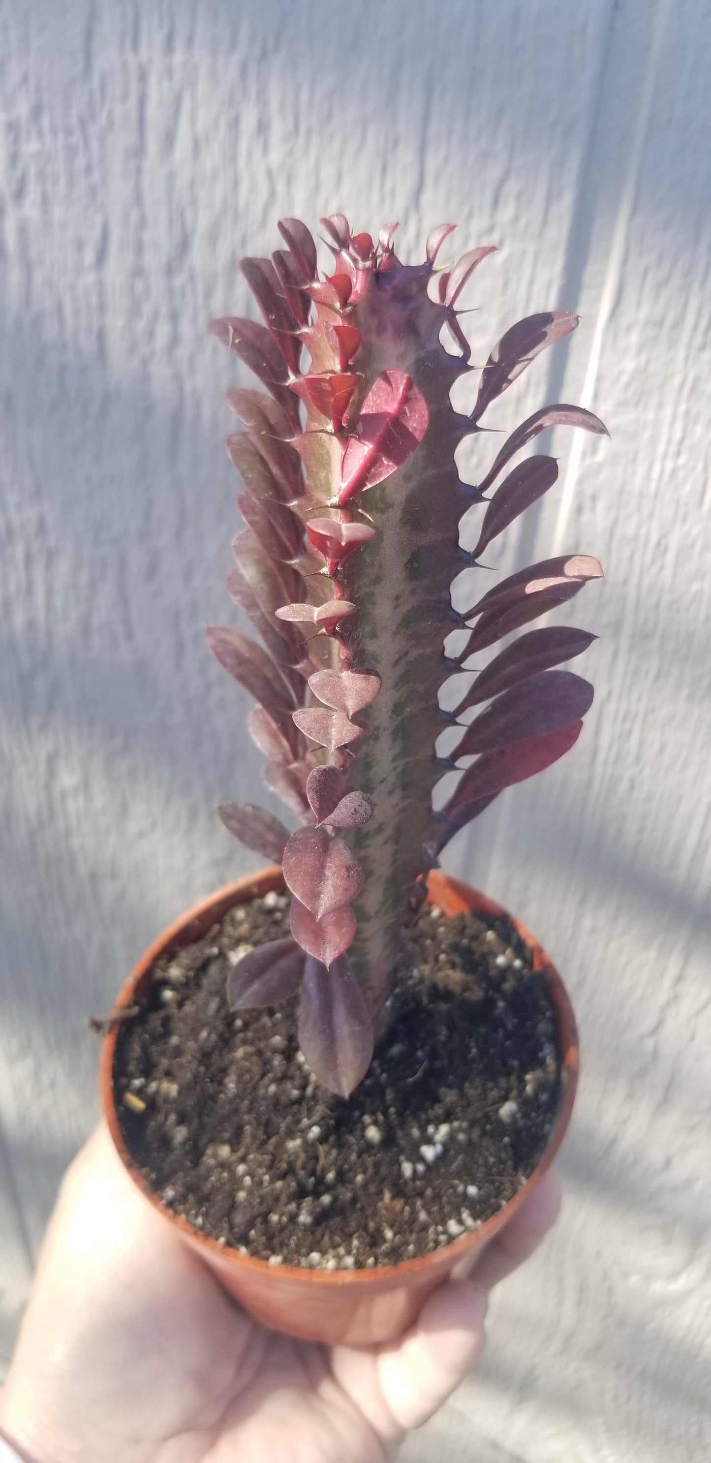 Euphorbia Trigona Rubra "Milk Tree" (4" Pot)
