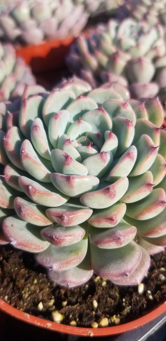 Echeveria Minima, succulent plant (4" pot)