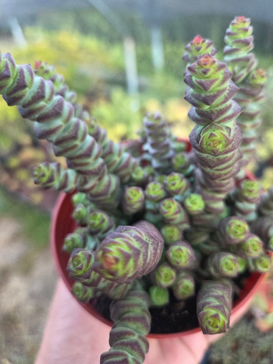 Crassula Marnieriana "Baby Neckles" (4" pot) Succulent plant