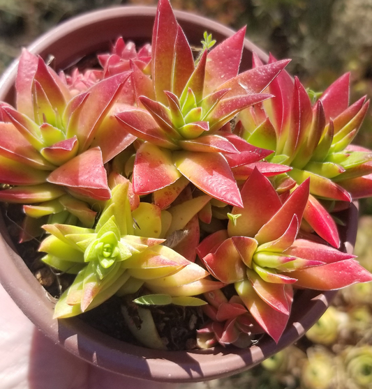 Crassula Red Pagoda (4" pot) Succulent Plant
