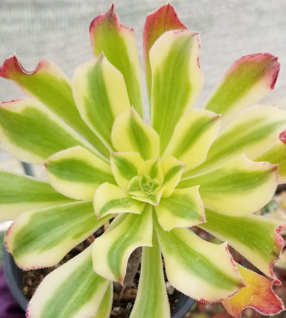 Aeonium Cuttings Mix (10 Rossetas Mix)