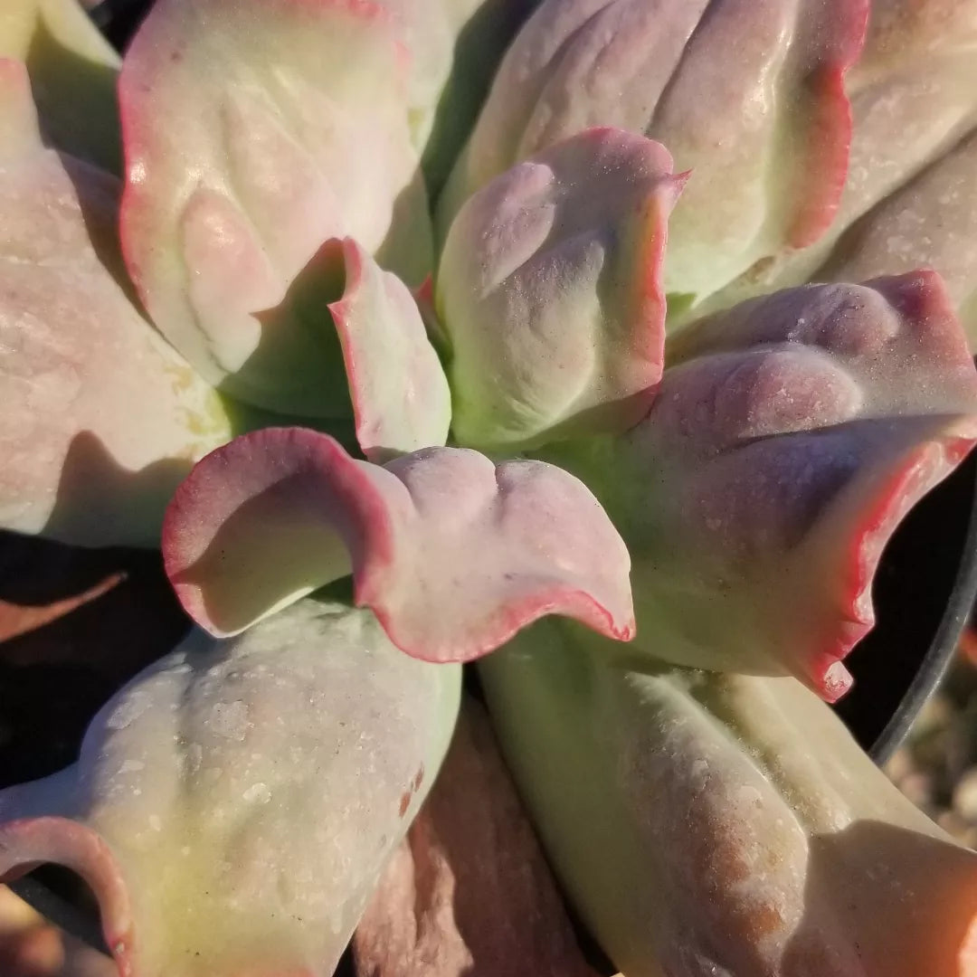 culibra succulent 4" Echeveria Culibra – Beaultiful Desert Plants