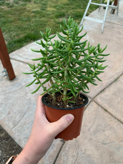 Crassula Tetragona (4" pot) Succulent Plant